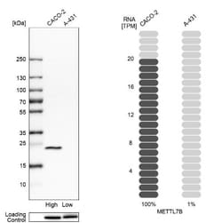 METTL7B Antibody, Novus Biologicals 0.1mL; Unlabeled:Antibodies, Polyclonal